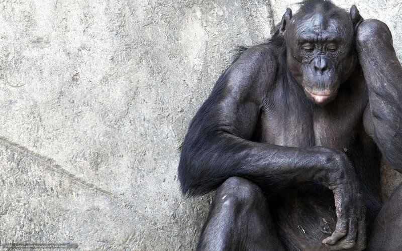 Ученые смогли расшифровать язык шимпанзе