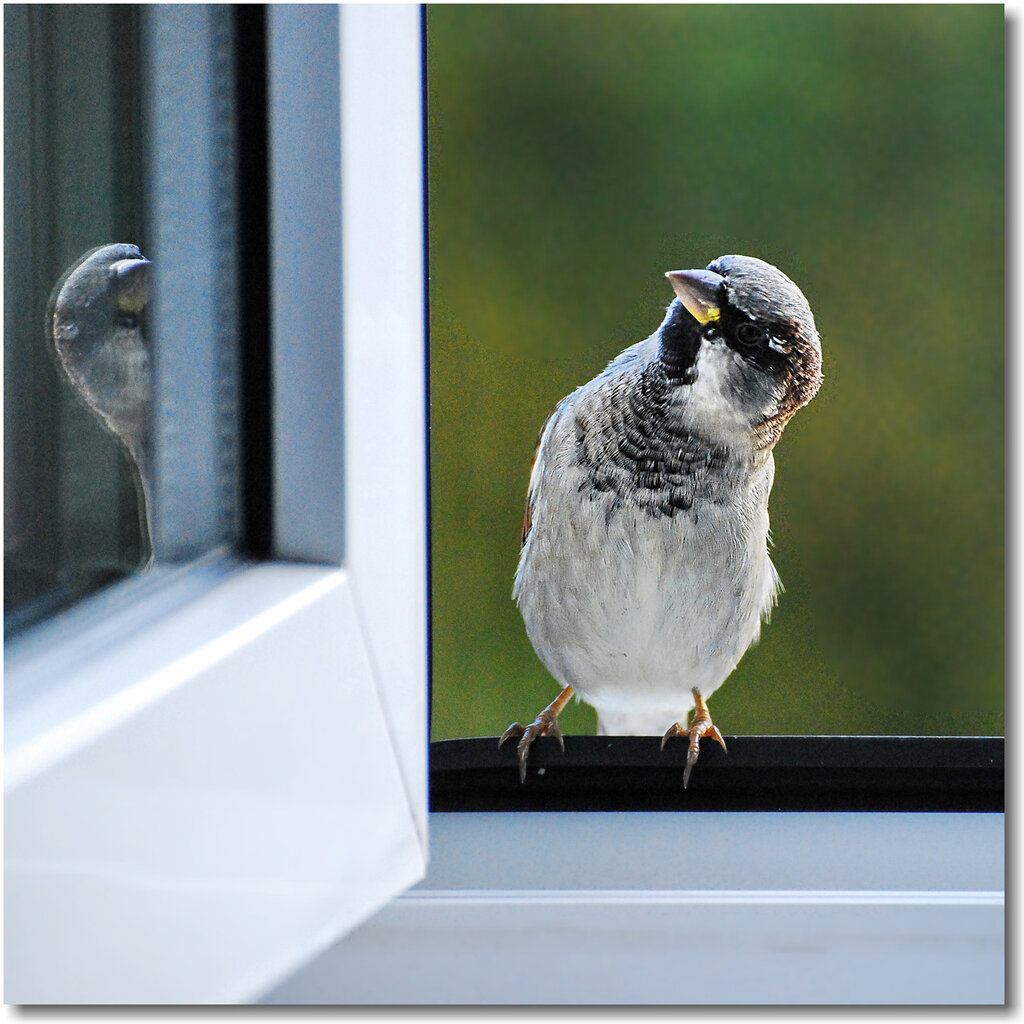 Почему птица стучит в окно. Воробей стучится в окно. Птицы на окна. Постучался в окно Воробей. Птица бьется в окно.