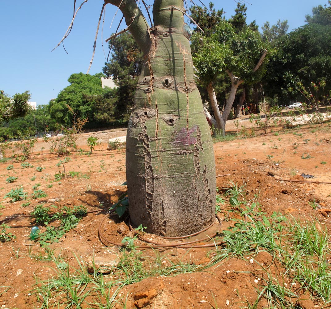 Нефтяное дерево: описание растения, фото, характеристики, где и как растет