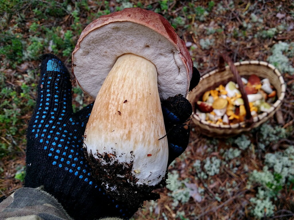 Как понять что грибы готовы. Холуй гриб как выглядит. Картинка съедобный грабитель несъедобный.