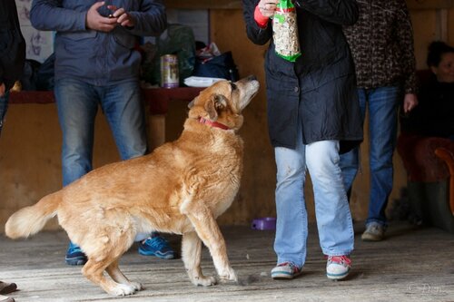 Рыжик Дюстэр собака из приюта догпорт
