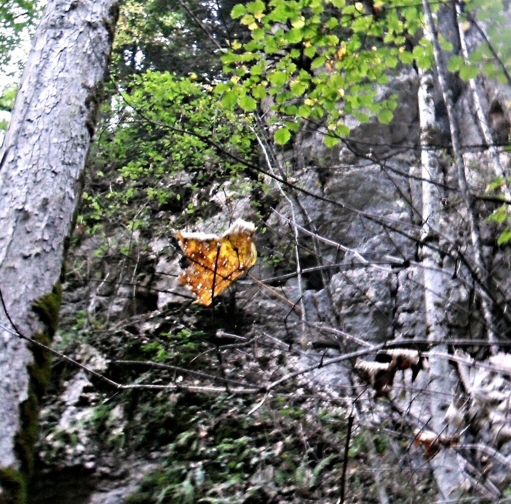 В лесу, в горах, сентябрь 2012