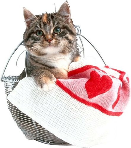 Интересная картинка на Всемирный день кошки 1 марта - Красивые поздравительные открытки с Всемирным днём кошек 2024

