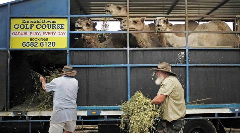 Возбужденный верблюд растоптал двух фермеров в Техасе