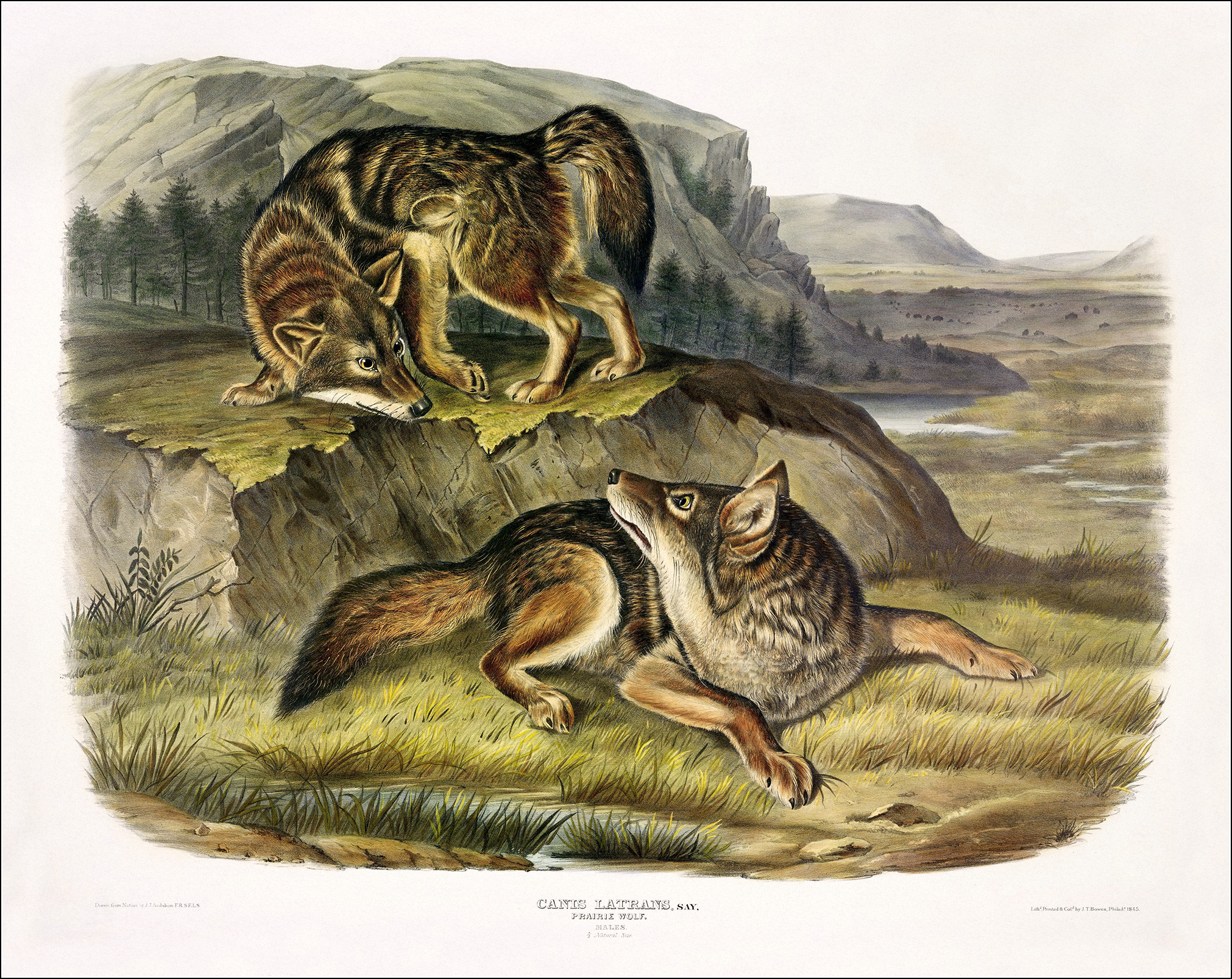 John James Audubon, The Viviparous Quadrupeds of North America