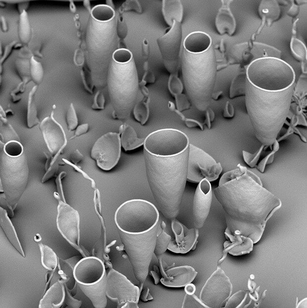 Микроскопические цветы из Гарварда