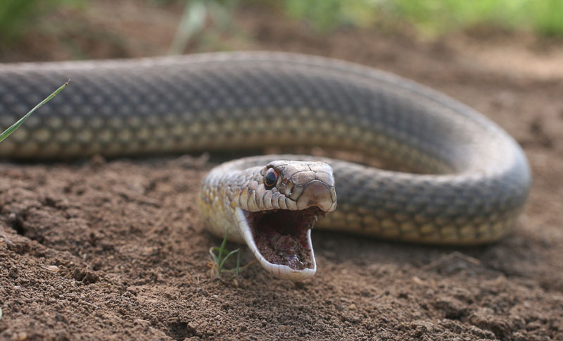 Как сфотографировать самую большую змею Европы