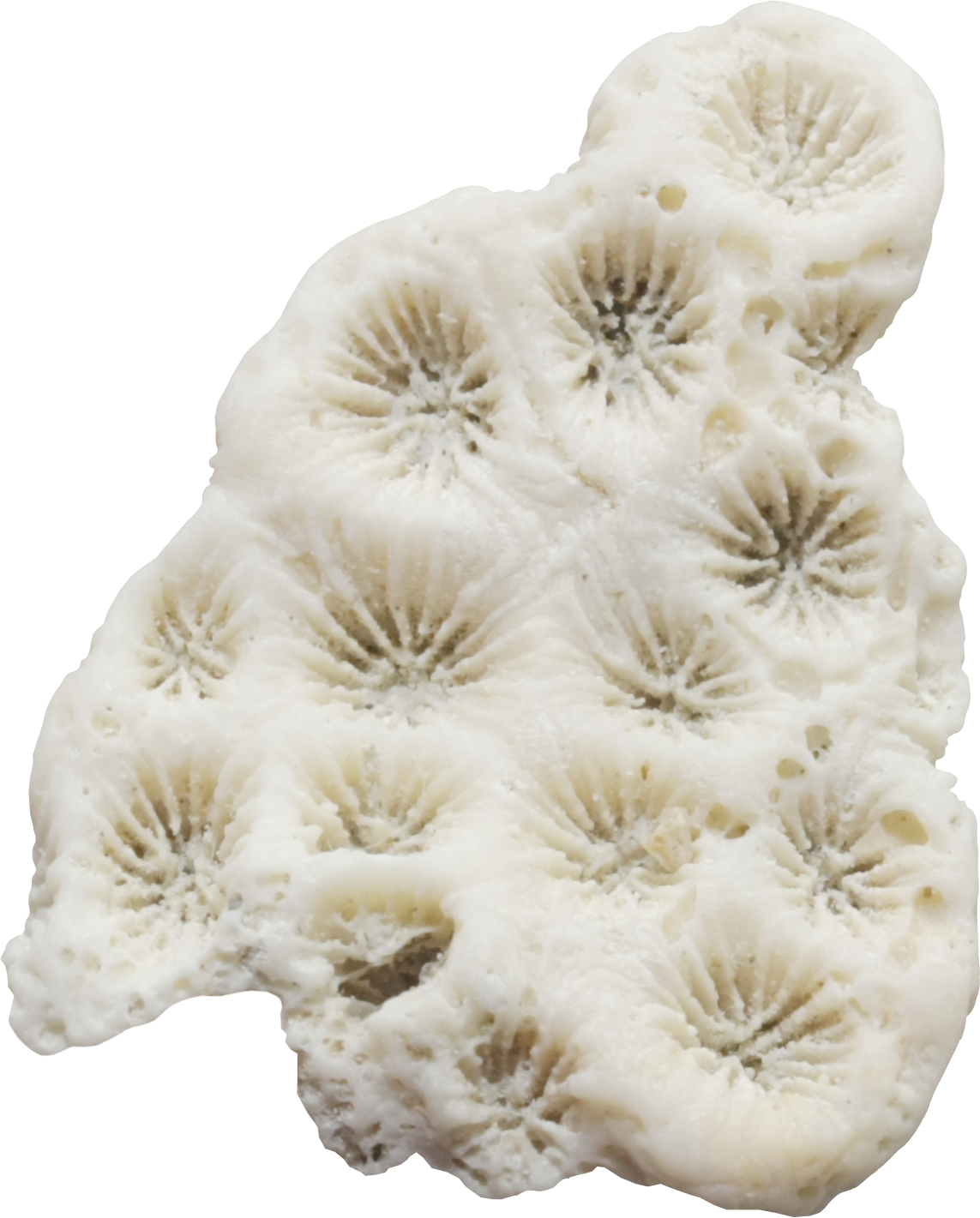 Водоросли ракушки. Белый коралл. Ракушки на прозрачном фоне для фотошопа. Белый коралл на белом фоне. Меха, раковины, кораллы.