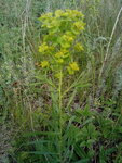 Молочай прутьевидный (Euphorbia virgata)