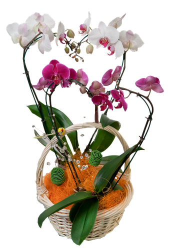 Орхидея в горшке екатеринбург. Корзина с орхидеями. Орхидея горшечная в корзине. Орхидеи фаленопсисы в корзине. Корзина с орхидеями в горшках.