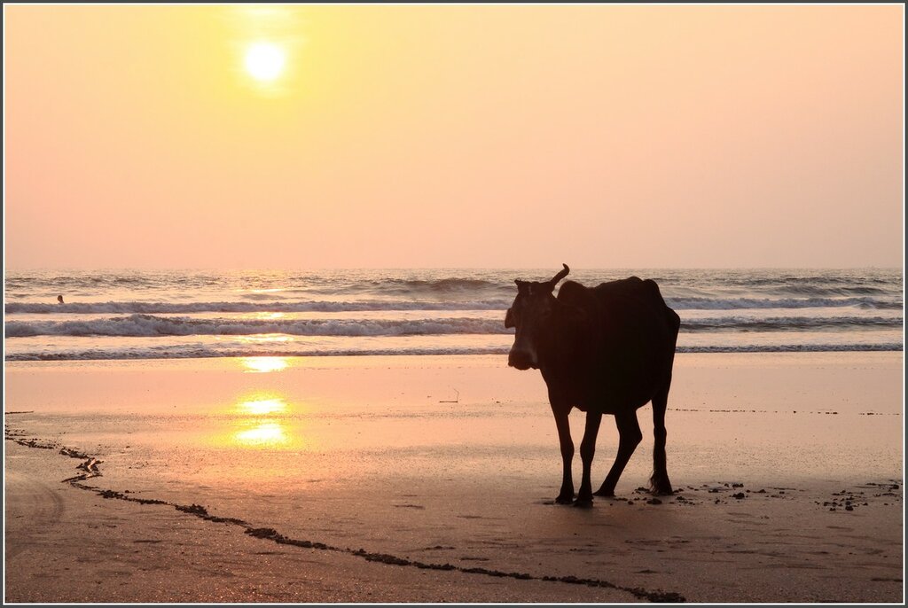Южный Гоа: песчаные пляжи и священные животные