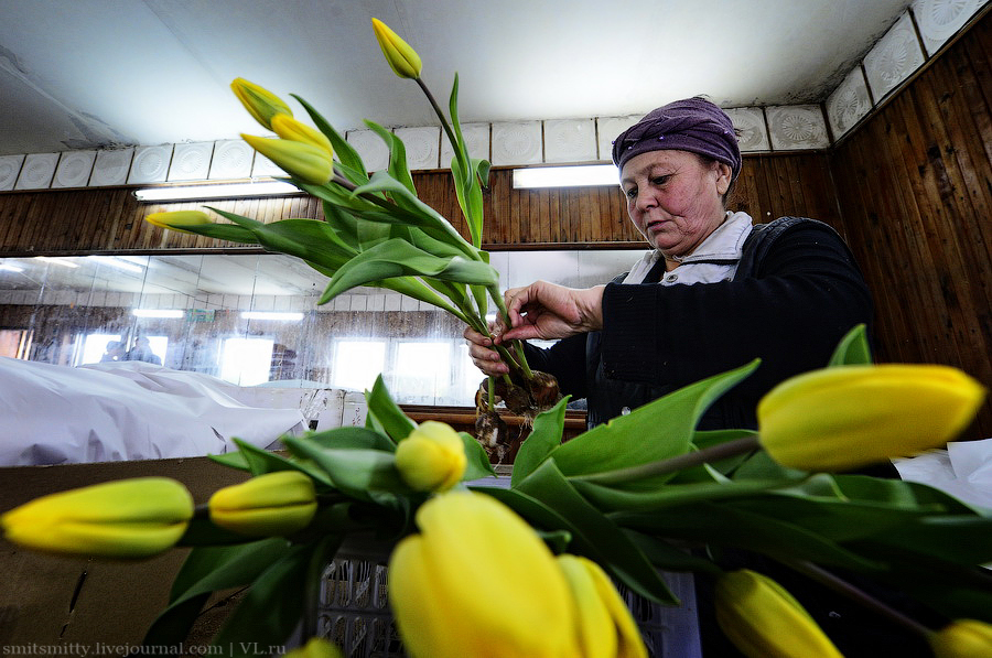 Как выращивают тюльпаны в Приморском крае