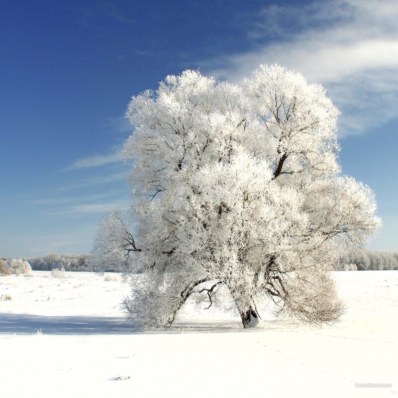 winter-tree-on-a-cold-winter