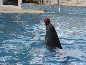 Черноморский дельфин с мячиком в Коктебеле