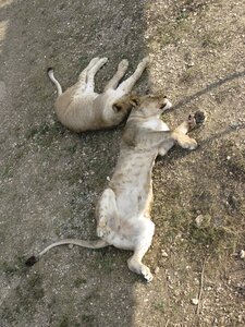 Отдыхающие львицы в парке «Тайган» в Крыму