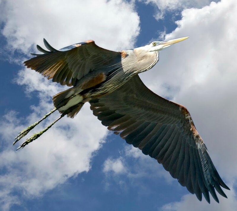Самая крупная птица 5. Орел Кондор. Крупные птицы. Крыло птицы. Огромная птица с большими крыльями.
