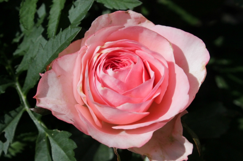 Фотоальбом «Лучшее из сада»-розы