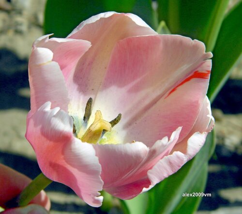 Бледно-розовый тюльпан