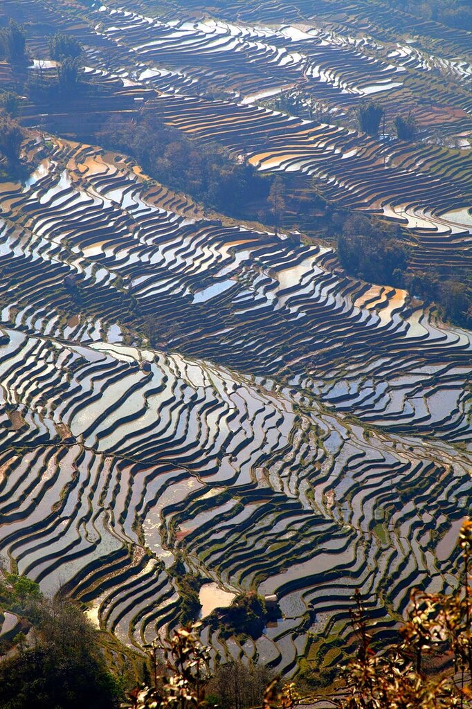 Рисовые террасы, рисовые поля в Китае (фото)