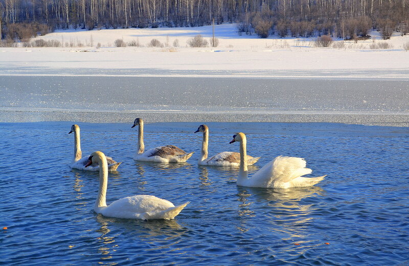 Лебеди на Городищенском озере