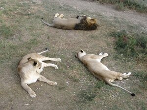 Отдыхающие львы в парке «Тайган»
