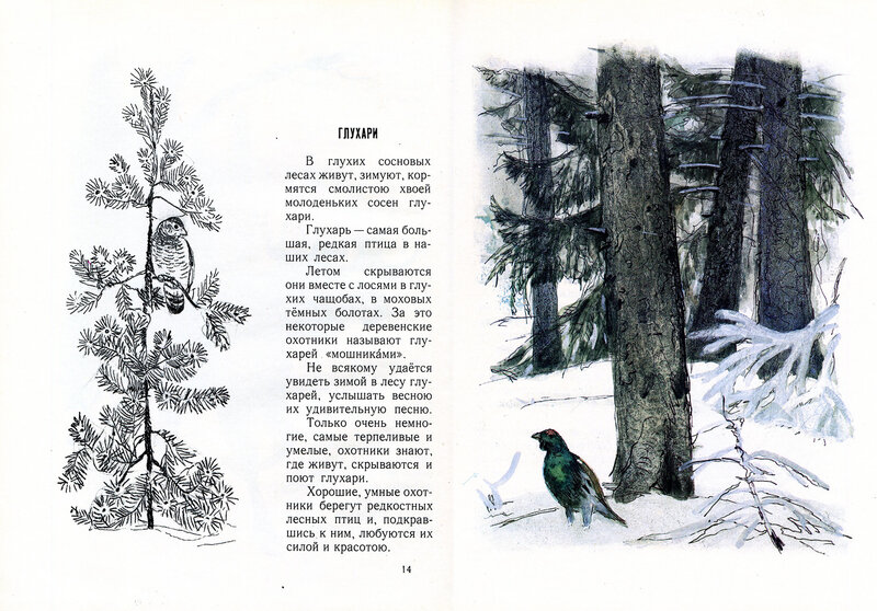 Прочитайте живет глухом. Книга с иллюстрациями Соколов Микитов март в лесу. И Соколов-Микитов в лесах. И.Соколов-Микитов Глухари в лесу.