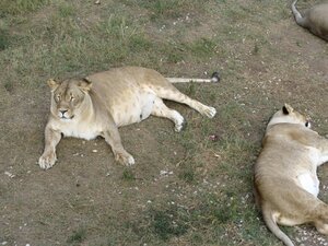 Спящие львицы в сафари-парке «Тайган» в Крыму