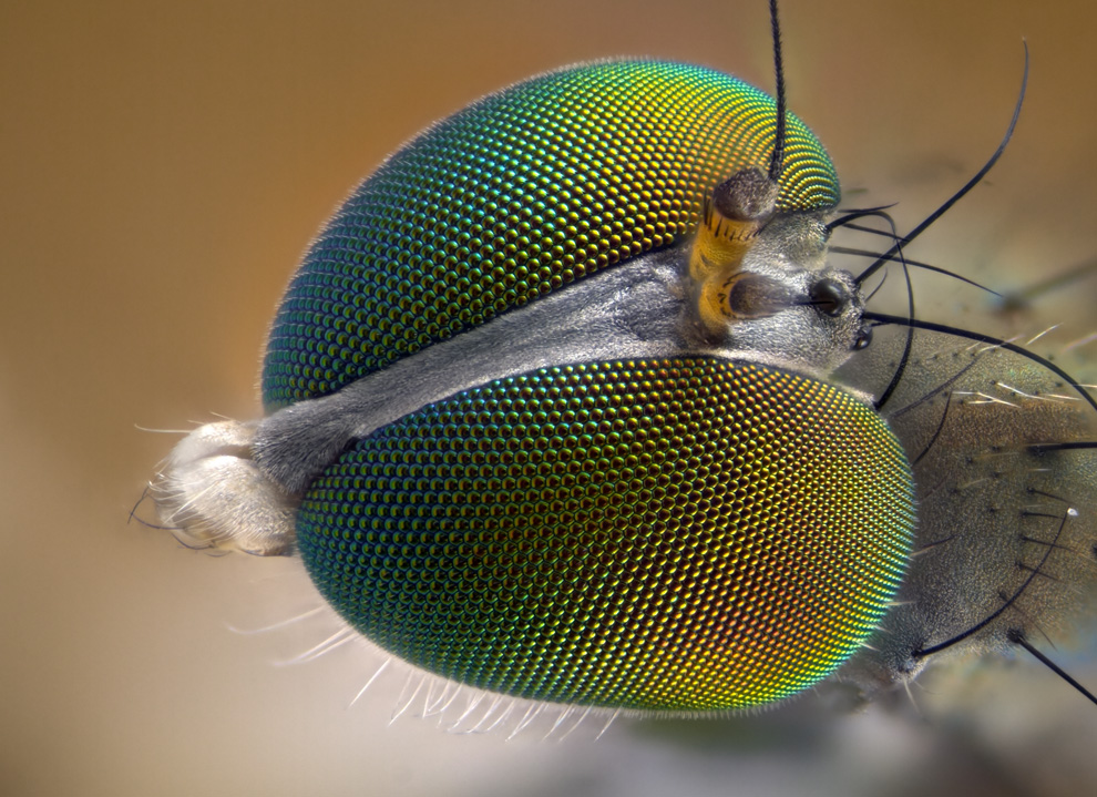 12. Увеличенное в 10 раз фото мухи, сделанное Лори Найт из Тонбриджа, Кент, Англия. (Courtesy of Nik