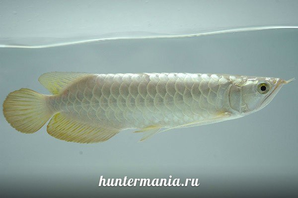 Платиновая арована - самая дорогая рыбка в мире
