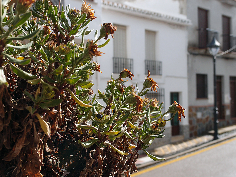 Фуэнхирола, Михас, Кольменар - немного фотографий из весенней Андалусии.
