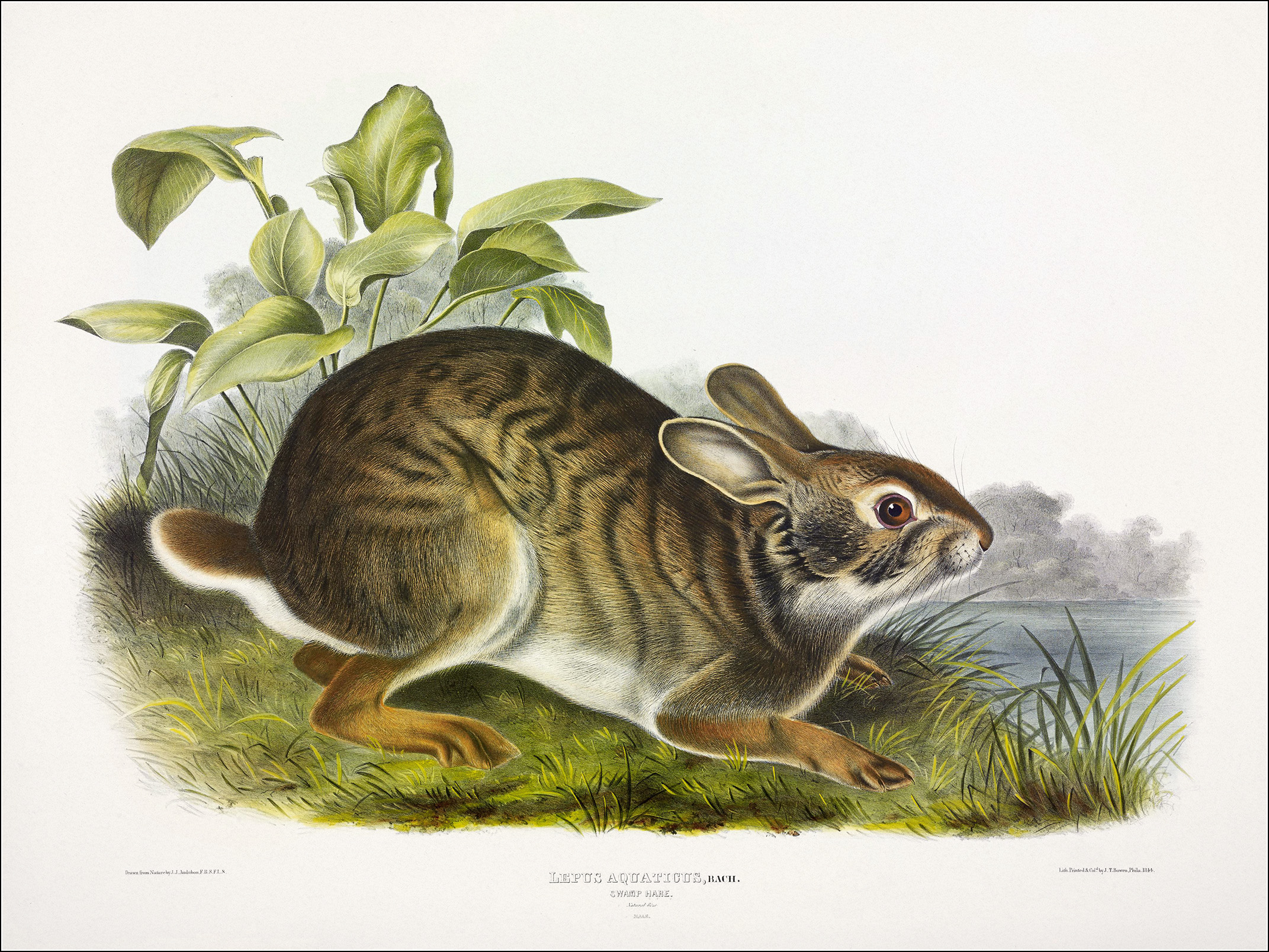 Болотный заяц. John James Audubon (1785—1851). The quadrupeds of North America (1851) (160 работ). Живородящие четвероногие Северной Америки". Джон.