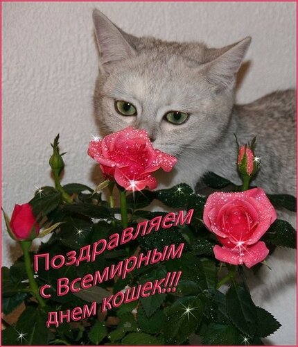 Картинка с поздравлением с Всемирным днём кошек 1 марта онлайн - Красивые поздравительные открытки с Всемирным днём кошек 2024
