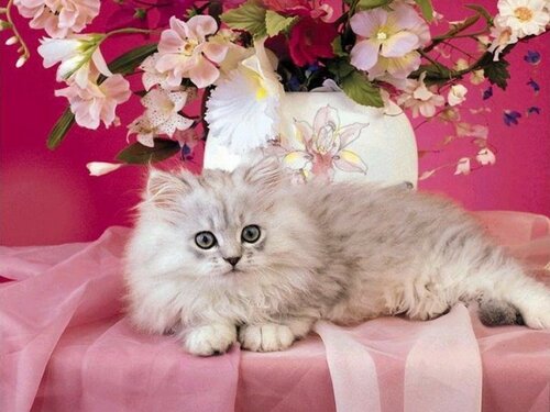 Свежее поздравление с Всемирным днём кошки 1 марта 2023 - Красивые поздравительные открытки с Всемирным днём кошек 2023
