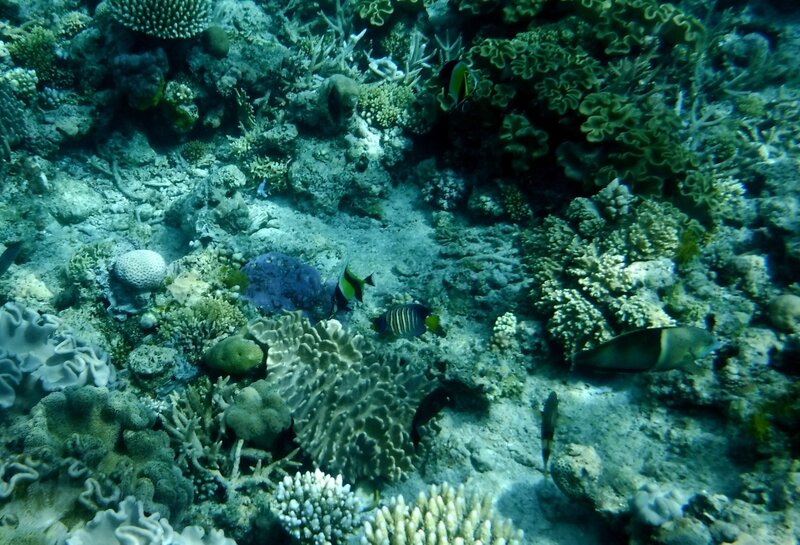 Авантюристы Кораллового моря: круиз Coral Expeditions II в январе 2016