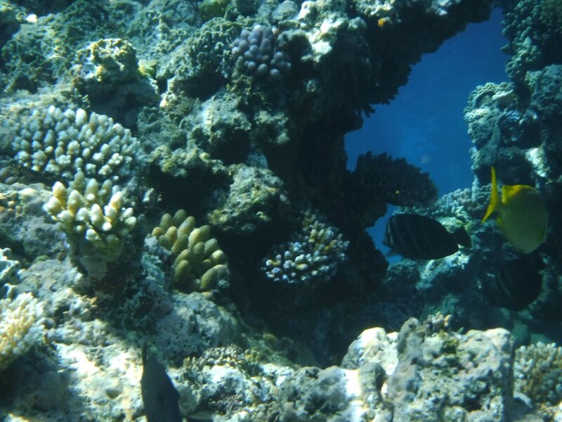 Авантюристы Кораллового моря: круиз Coral Expeditions II в январе 2016
