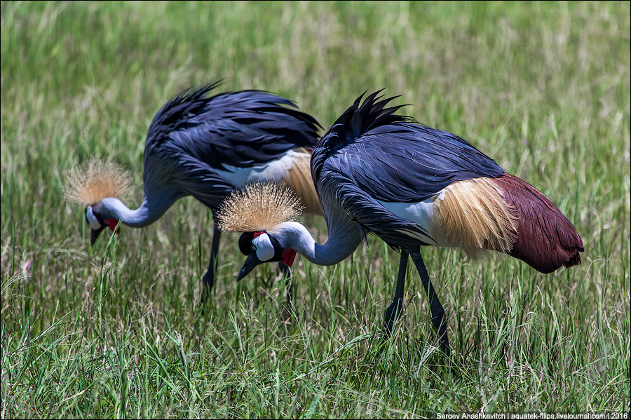 Африканские птицы фото и названия