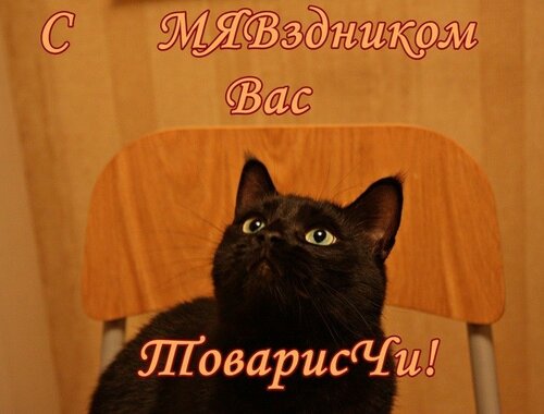 Великолепная открытка на Всемирный день кошки 1 марта - Красивые поздравительные открытки с Всемирным днём кошек 2023
