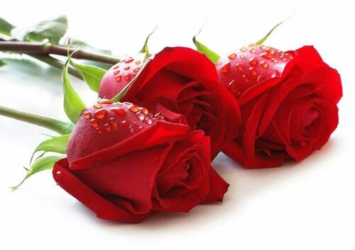 Feliz Día de san Valentín tarjeta electrónica para la Esposa - La más bella en vivo gratis tarjetas de felicitación para el día de san Valentín Feb. 14, 2024

