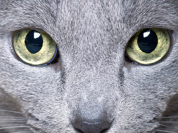 1-cat-eyes-nailia-schwarz.jpg
