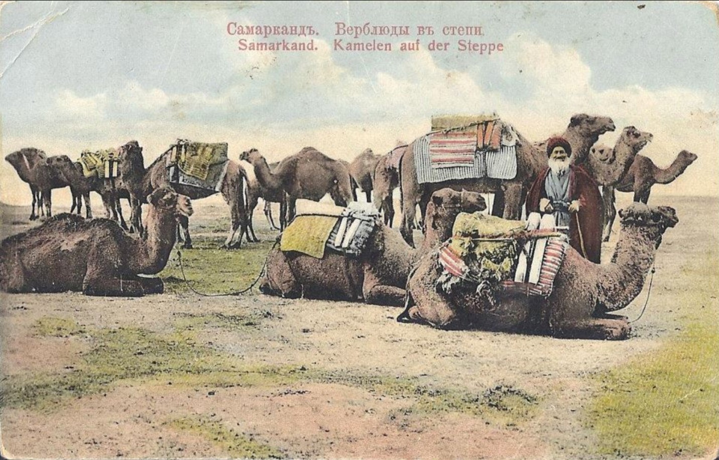 Старого каравана. Караван на верблюде в Самарканде. Верблюд в степи. Боевые Верблюды в древности. Старый верблюд.