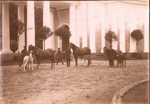 Парадный двор. Лошади с жеребятами. Рядом рабочие. 1890-е