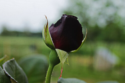 из жизни черных роз