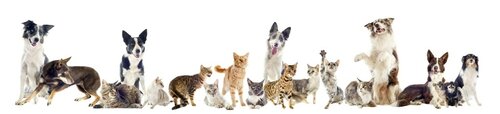 Прелестное поздравление с праздником «Всемирный день домашних животных» - Бесплатные, красивые живые открытки ко дню домашних животных
