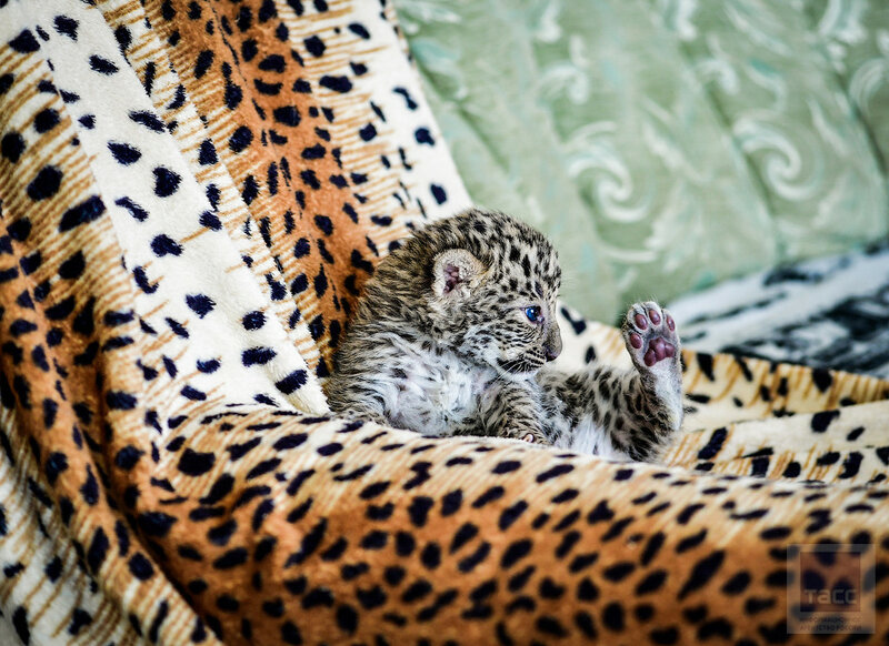 Во Владивостоке ретривер выкармливает детеныша леопарда, а маленькая львица подружилась с щенком