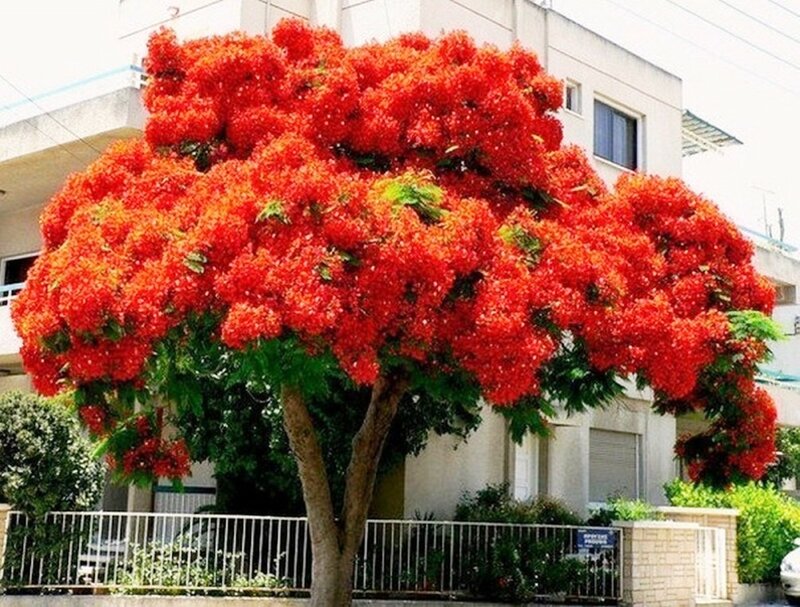 Делоникс королевский - одно из красивейших цветущих деревьев..jpg