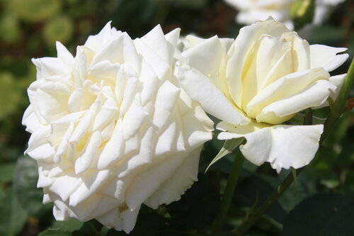 Белоснежные розы.