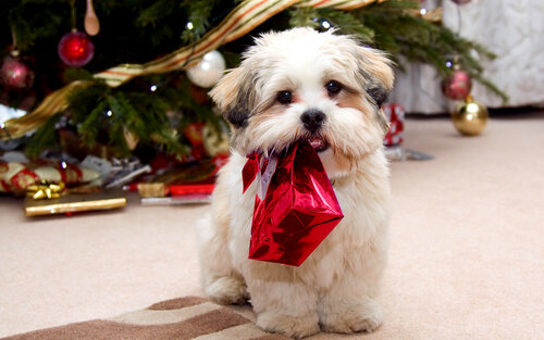 Красивое поздравление на Новый год собаки 2024 онлайн - Бесплатные, красивые живые новогодние открытки в год собаки
