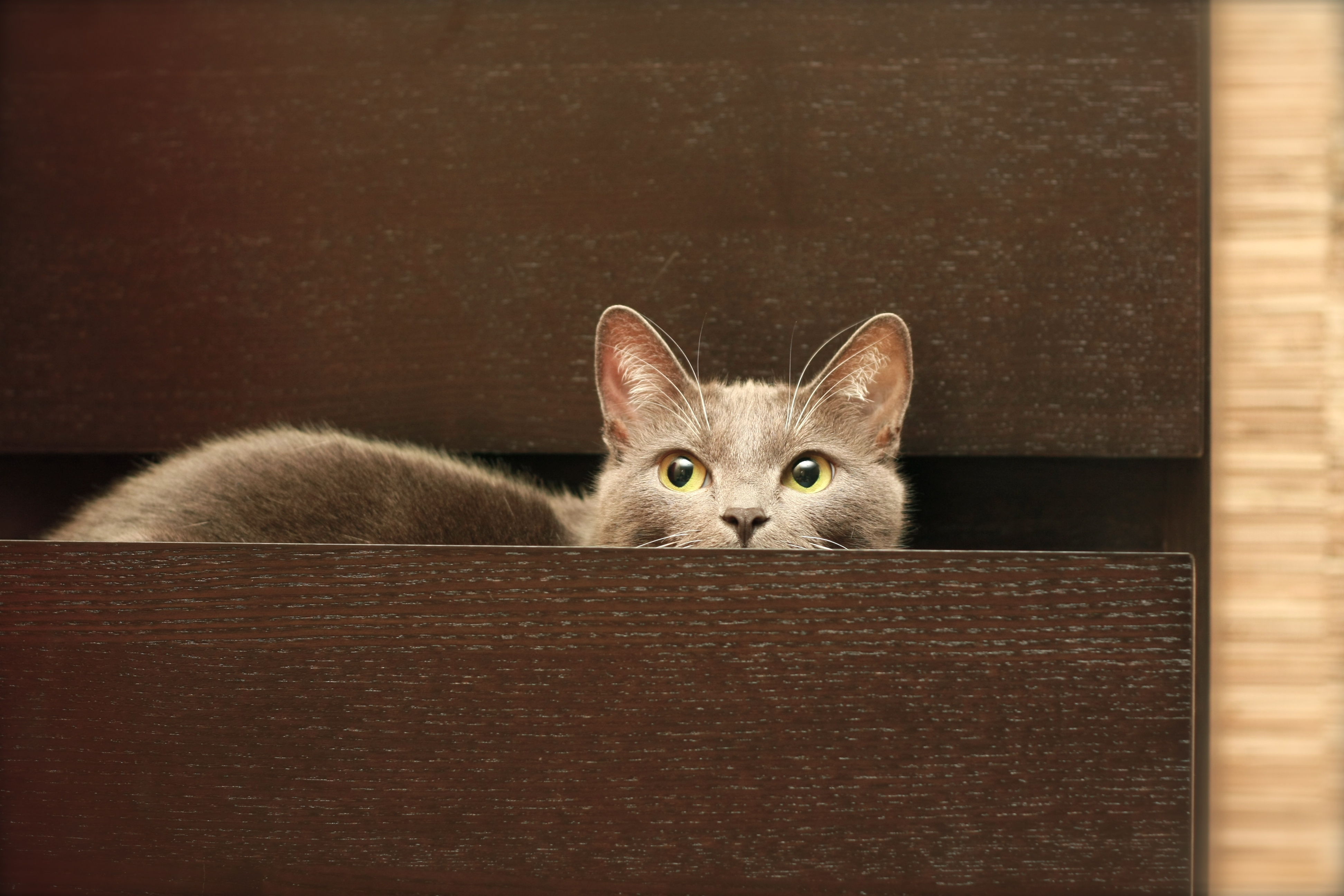 Песня выглянуло кошка. Котенок выглядывает. Кошка на шкафу. Кот в шкафу. Выглядывает из под стола.