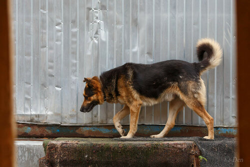 Рэкс собака из приюта догпорт фото