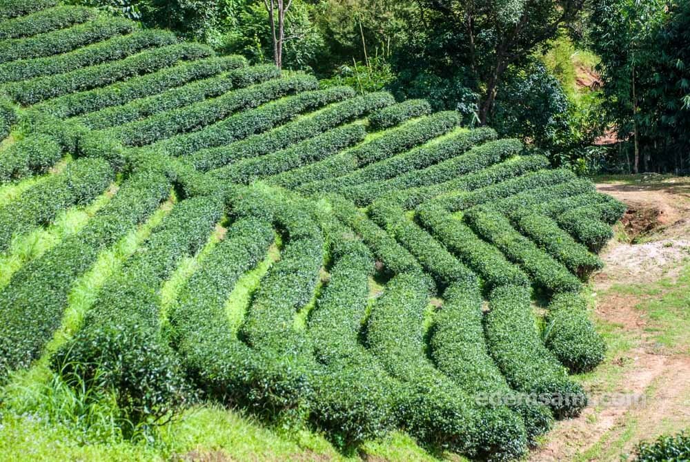Мэсалонг чайные плантации